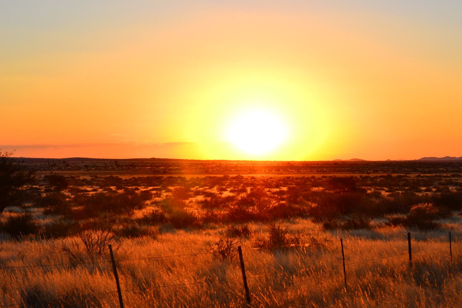 African Savannah.JPG