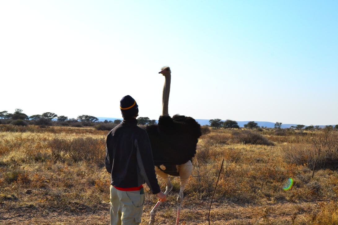 Gavin and Ostrich