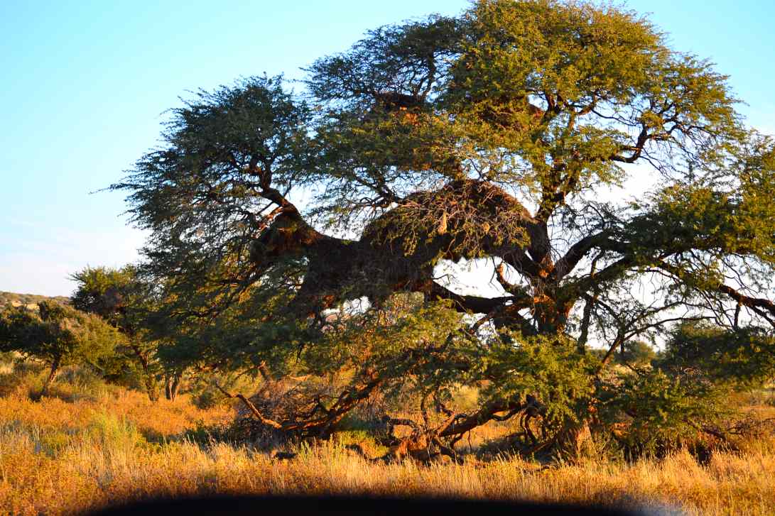Sociable Weaver Tree