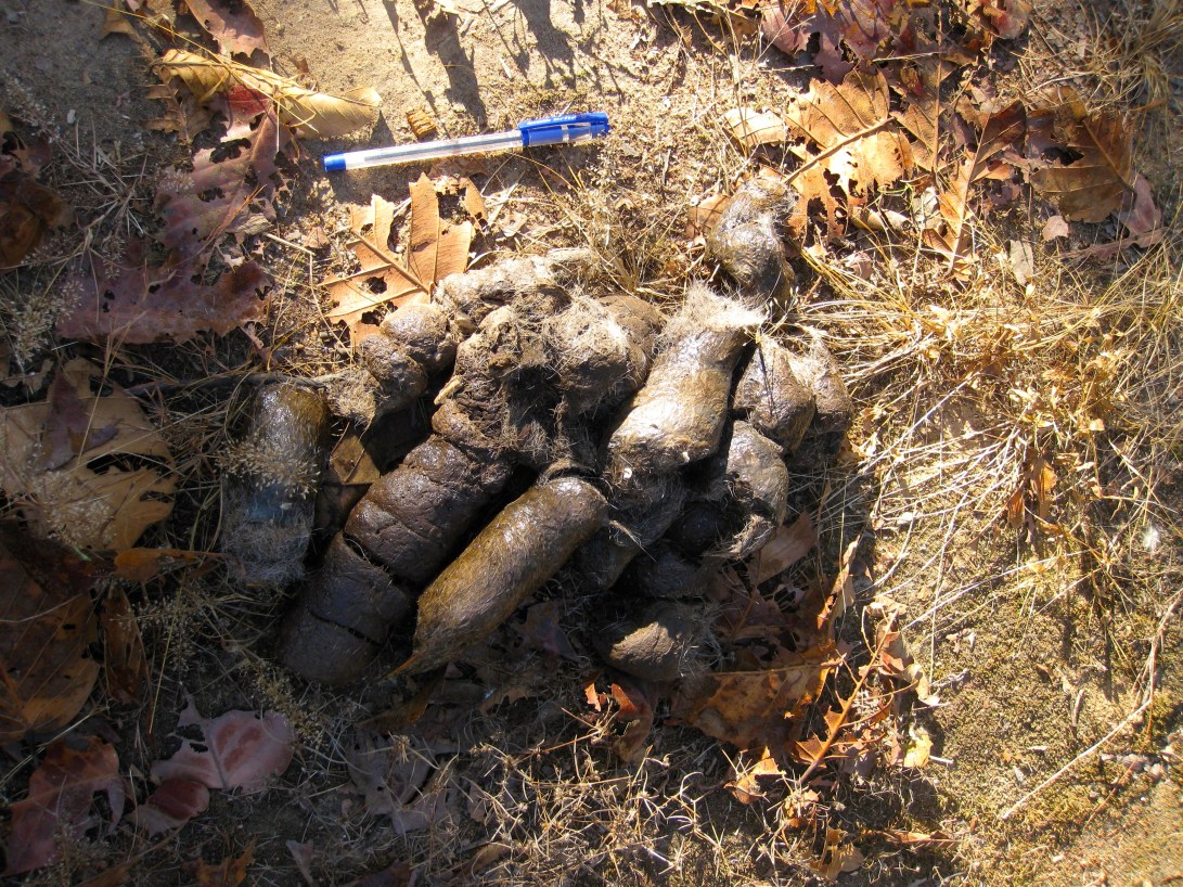 Big tiger scat