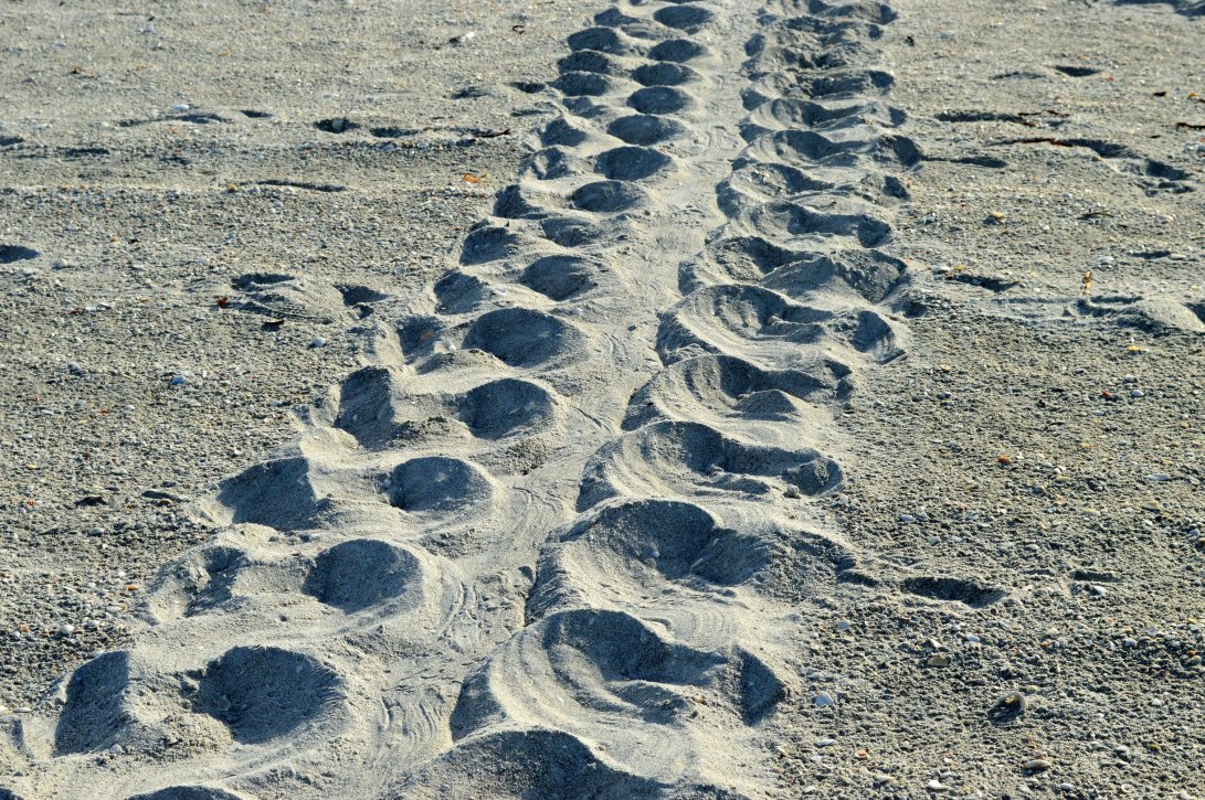 Loggerhead_turtle_track_Sanibel_Island_Florida.jpeg