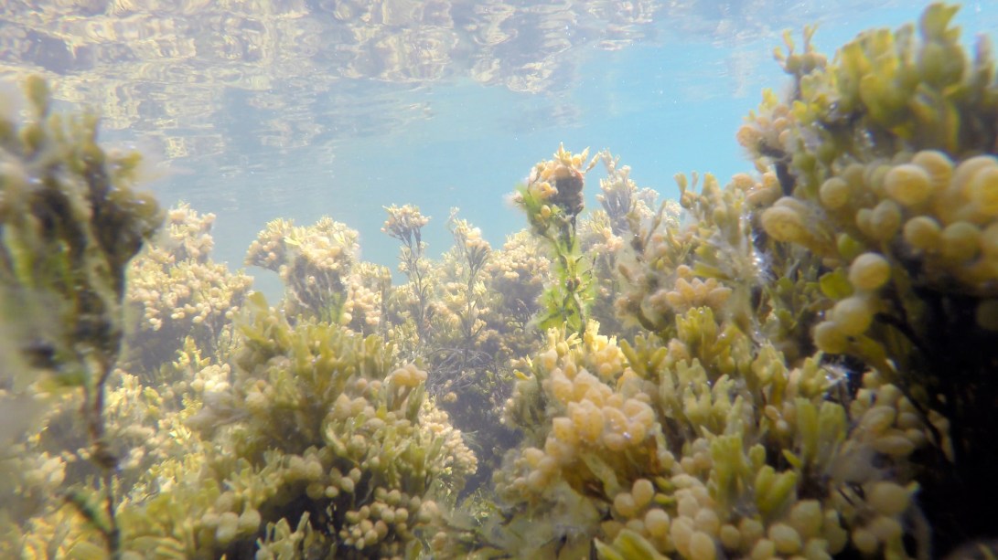 greenland_underwater