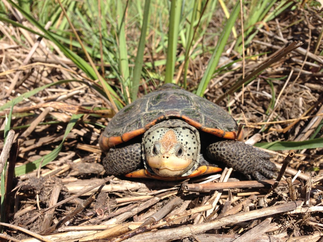 10 Diamondback Terrapin