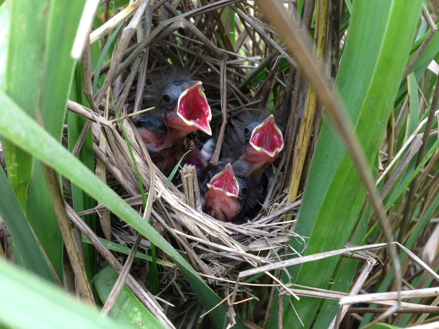 7 SESP Nestlings