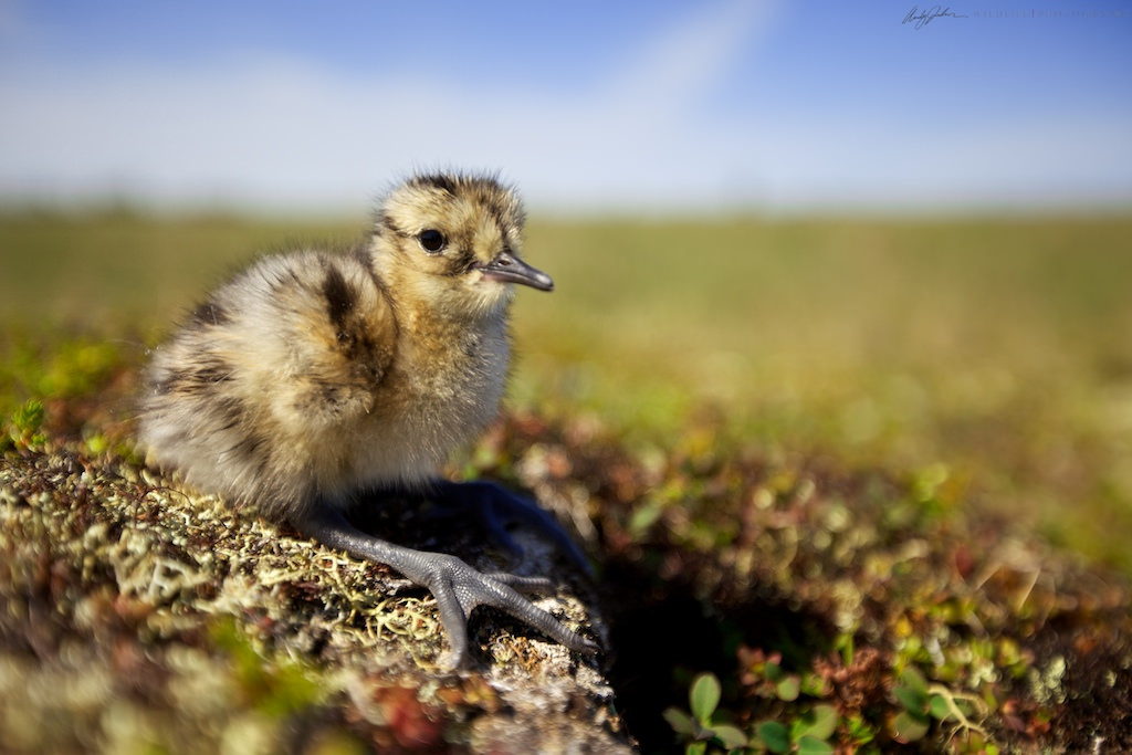 9340539175_cdaa8024e8_b (1)