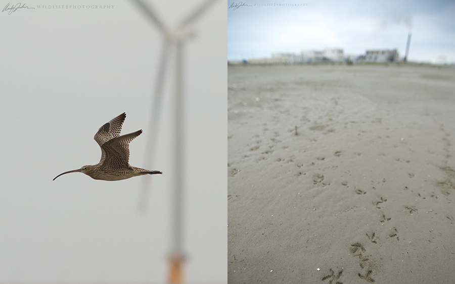 Curlew and Tracks combined.jpg