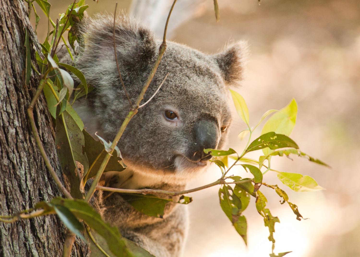 Koala Daniela Parra.jpg