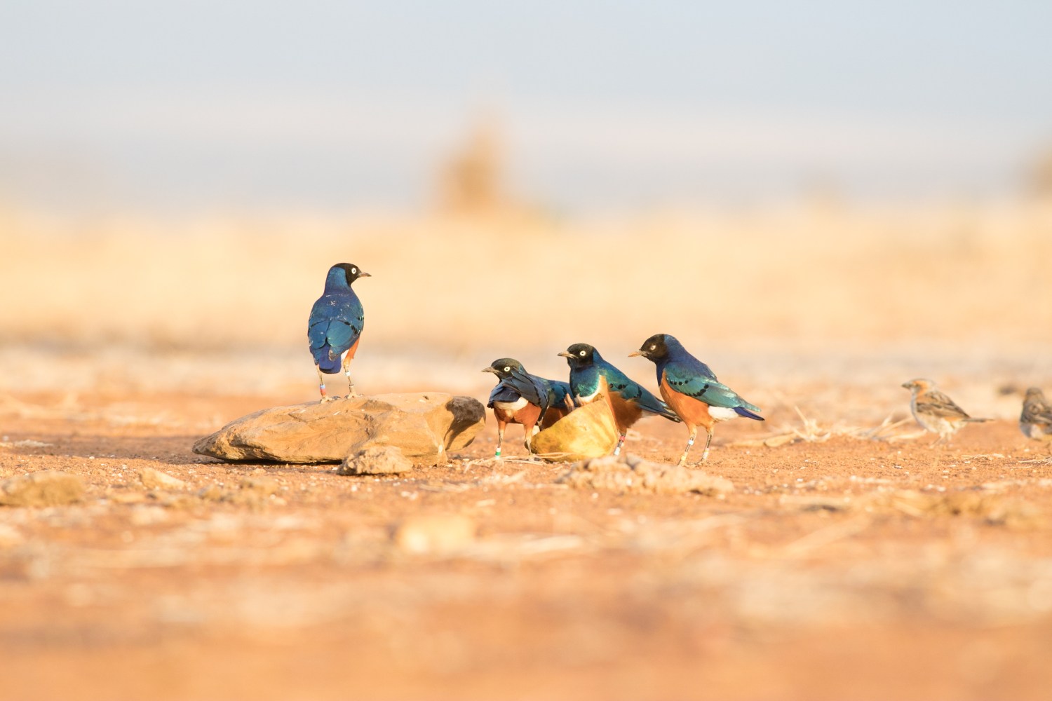 Superb Starlings by Andy Johnson.jpg