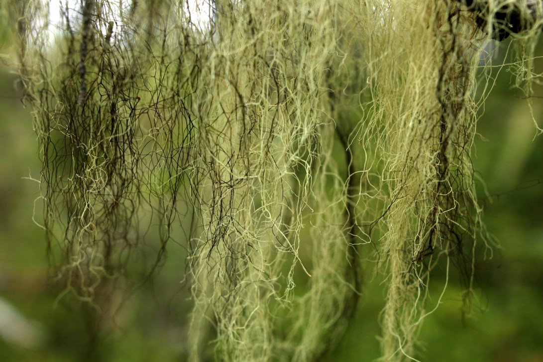 Lichen 1 (Nathanael Coyne)