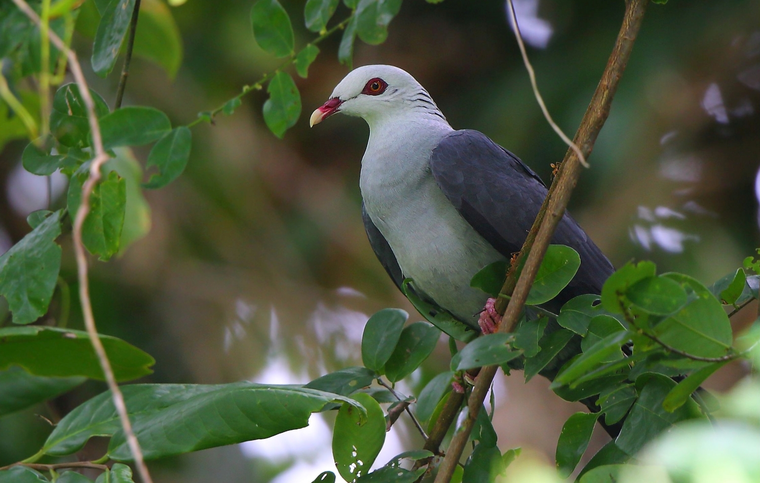 Andaman_Wood_Pigeon.jpg
