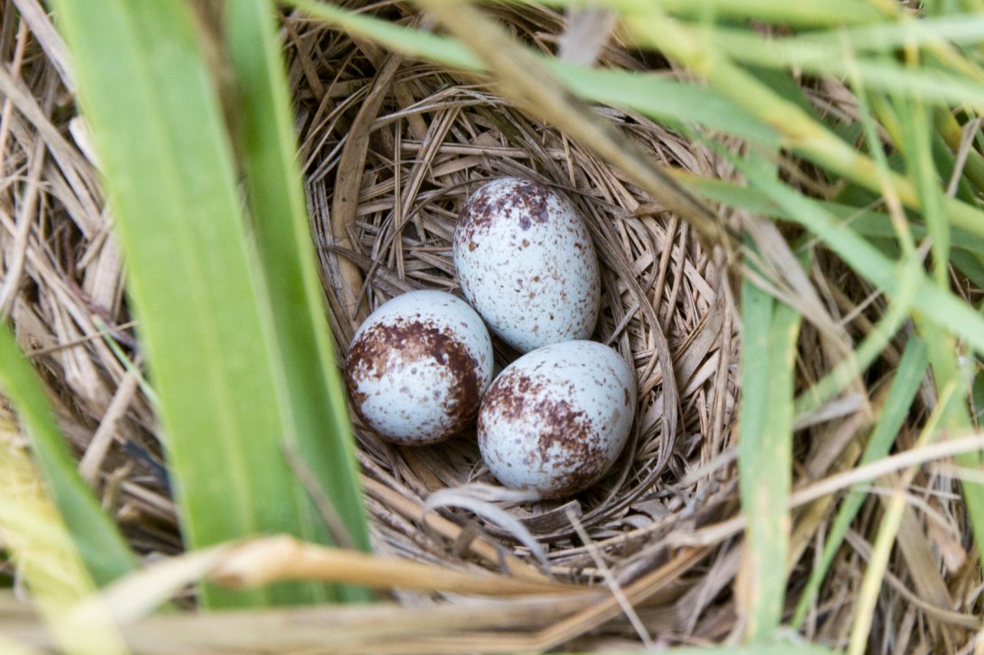 A seaside sparrow nest near Cedar Key