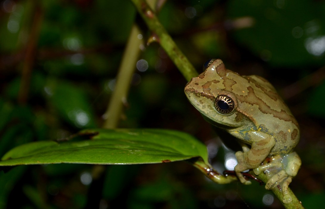 Ghatixalus asterops. Thalnar Valparai