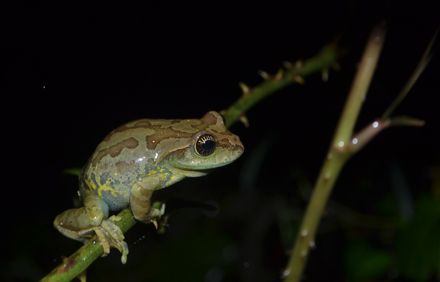 Ghatixalus asterops. Thalnar Valparai(2)