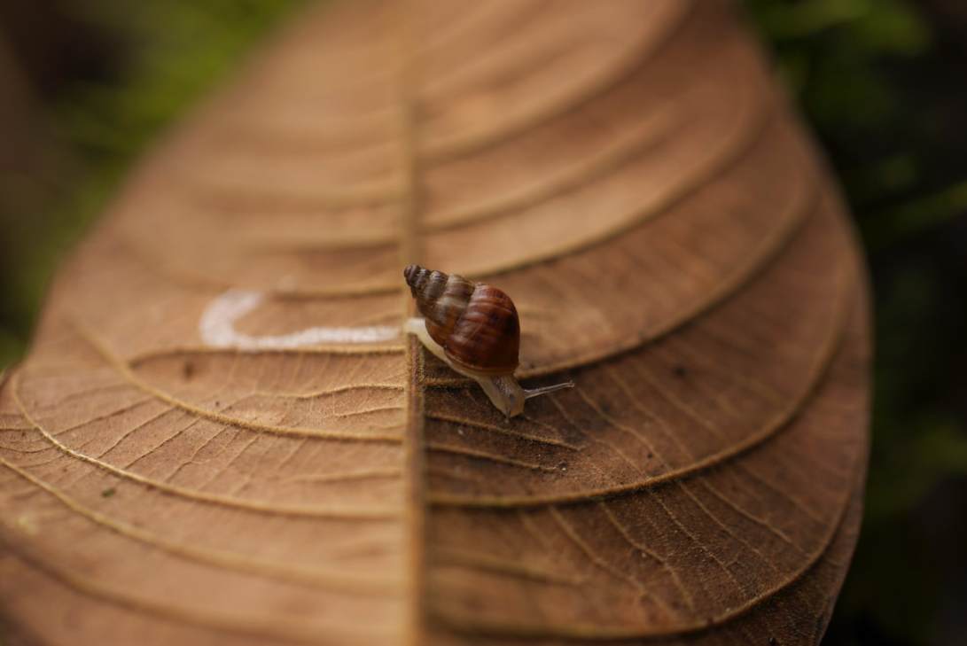 Dr_Christine_Parent_University_of_Idaho